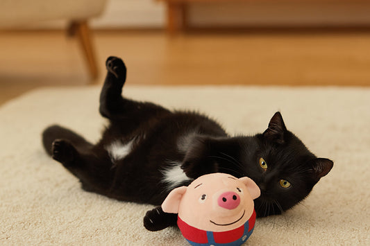 Black Kitten playing with motion-activated toy