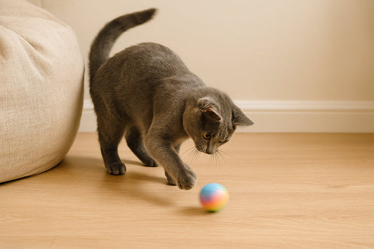 A gray cat playing with an interactive toy on the living room floor.