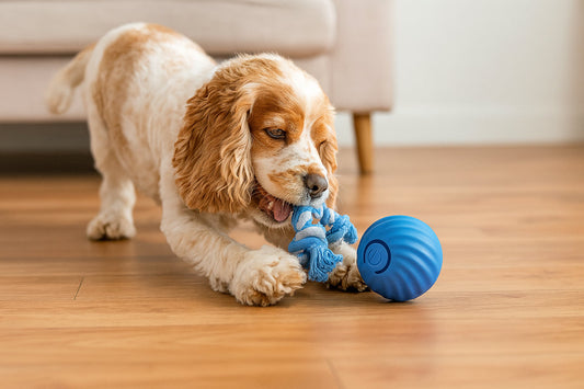 Dog happily chasing a self-rolling toy ball on wooden floor