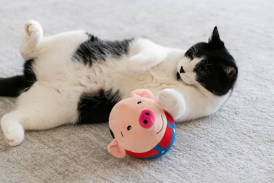 Cat playing safely with a motion-sensor toy