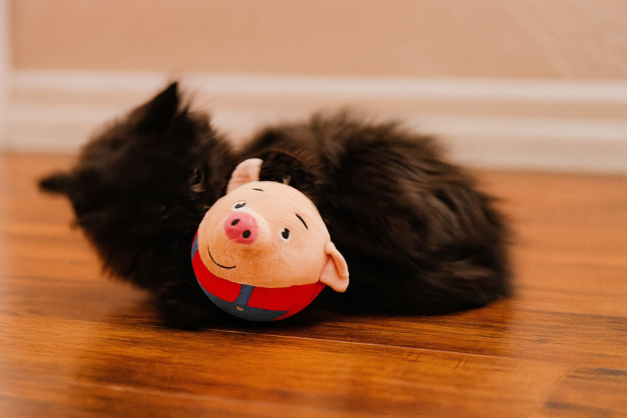 black cat spinning with smart plush cat toy