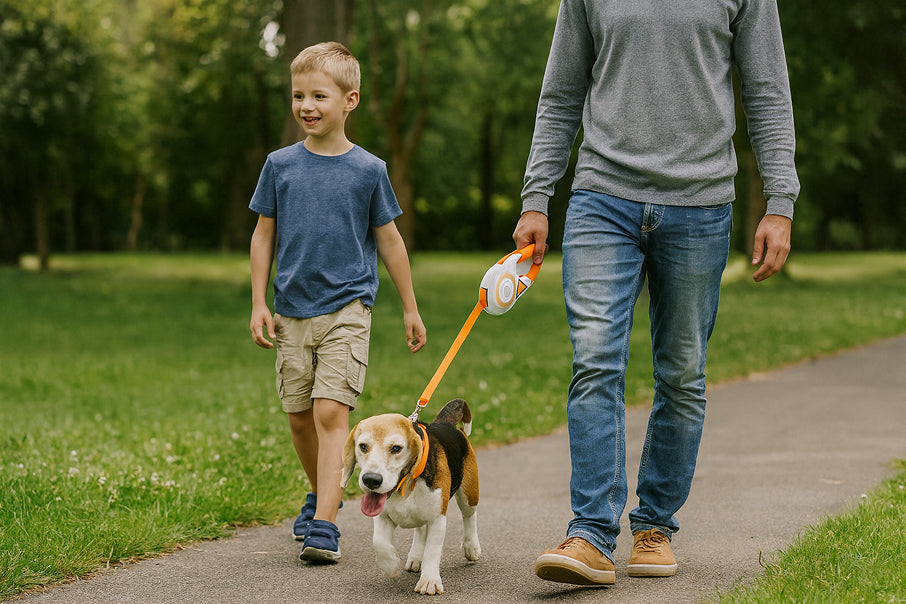 Dog walking at night with leash and LED collar for visibility
