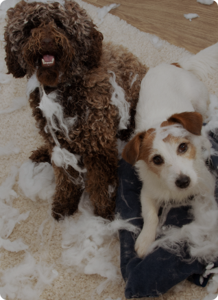 Pet Toy Barn