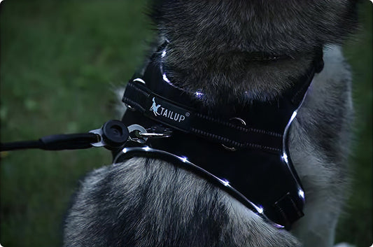 Rechargeable LED Dog Harness – Nylon Flashing Light Safety Harness for Pets with Leash Belt