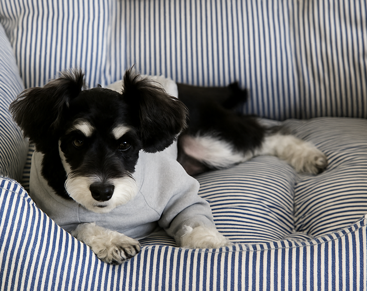 Travel & Outdoor Essentials for Pets