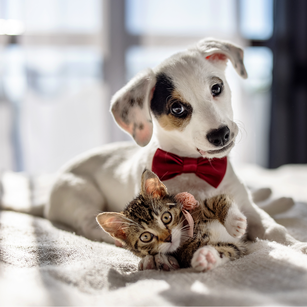 Pet Toy Barn