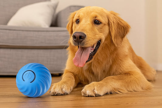 Happy dog playing with electronic rolling toy indoors
