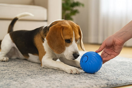Using toys to support dog wellness and reduce anxiety
