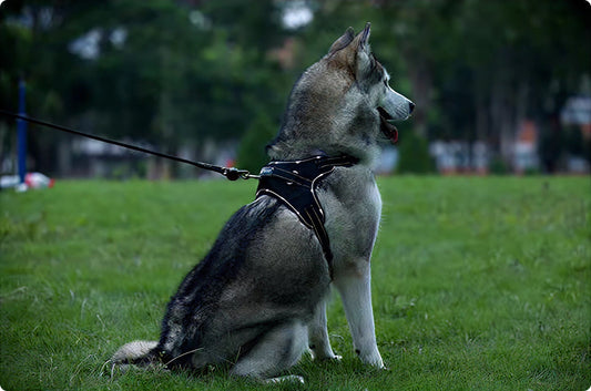 Innovative Leashes and Harnesses for Pets