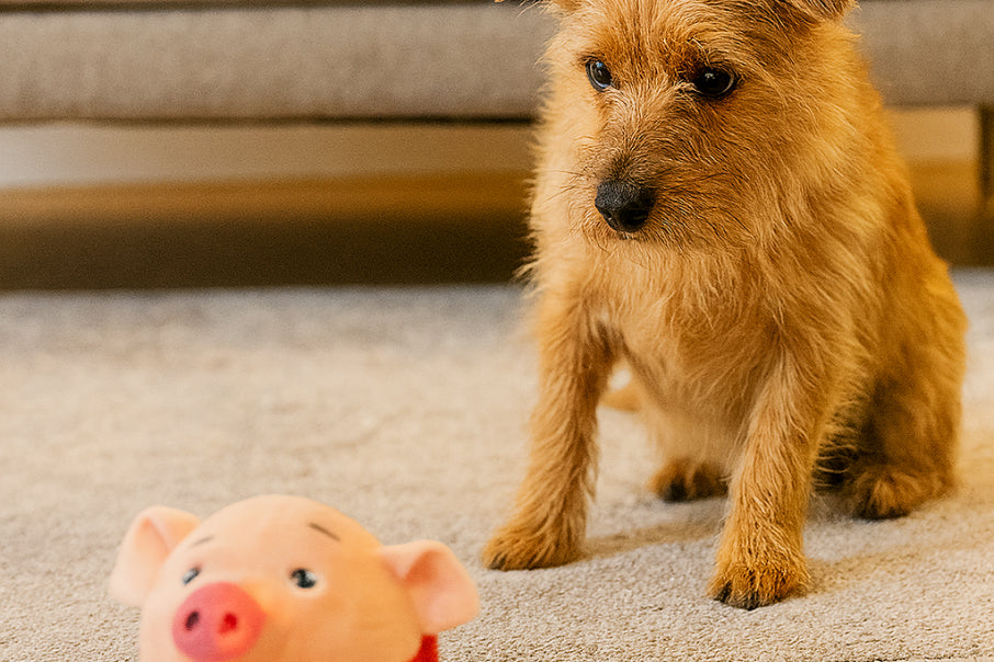 Dog playing with Smart Electric Plush Dog Toy