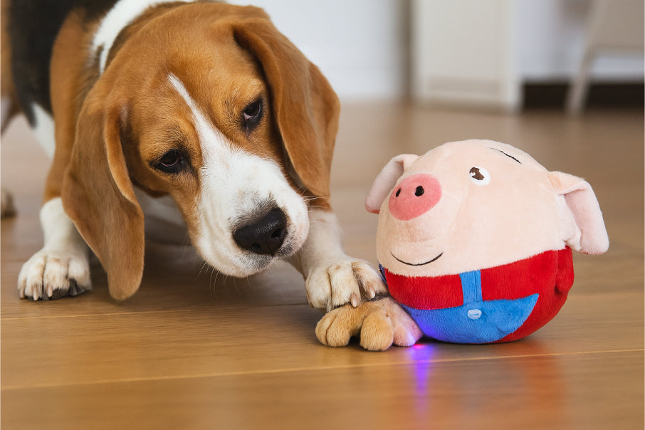 Dog watching a plush robot toy roll across the carpet.