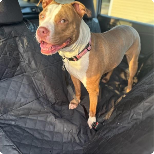 Waterproof Dog Car Seat Cover – Nonslip Hammock-Style Protector with Dual Leash Attachments for Safe and Comfy Rides