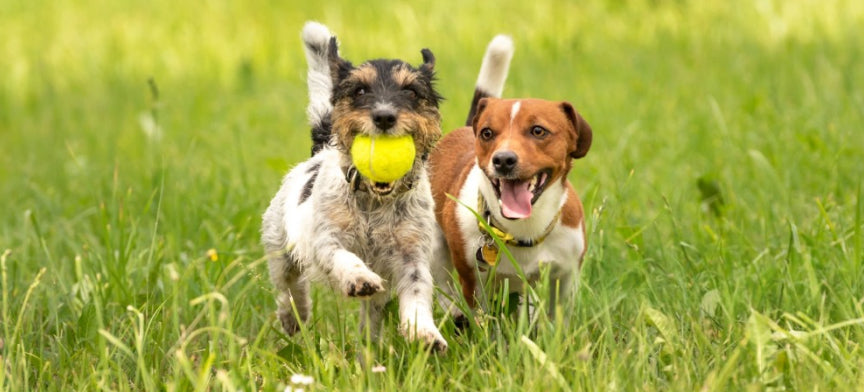 Pet Toy Barn