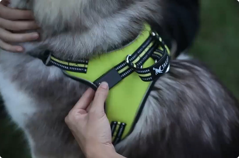 Rechargeable LED Dog Harness – Nylon Flashing Light Safety Harness for Pets with Leash Belt